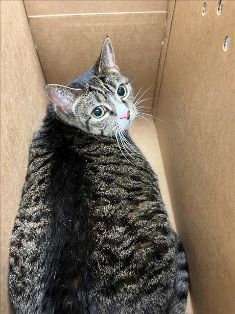 GYPSY - Domestic Short Hair available for adoption