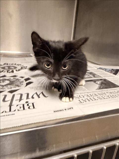 JUICE - Domestic Short Hair available for adoption