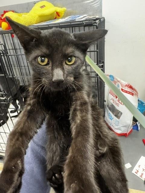 CHARLES LEE - Domestic Short Hair available for adoption