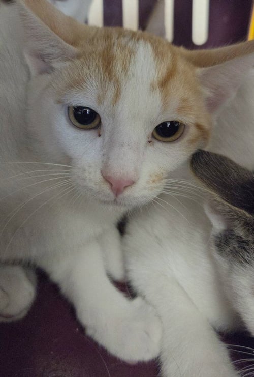 FOOSADO - Domestic Medium Hair available for adoption
