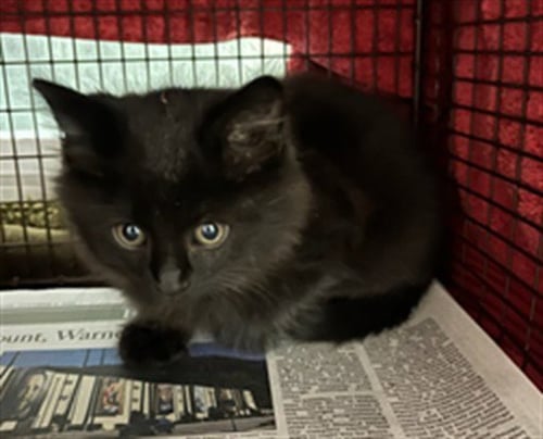 A2299832 - Domestic Short Hair available for adoption