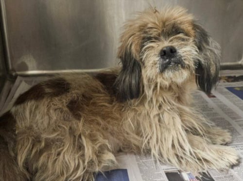 GIL - Shih Tzu available for adoption