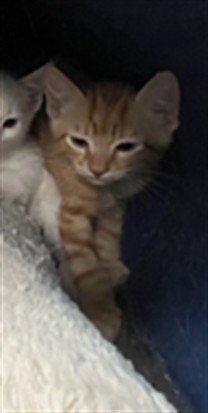 A2301295 - Domestic Short Hair available for adoption