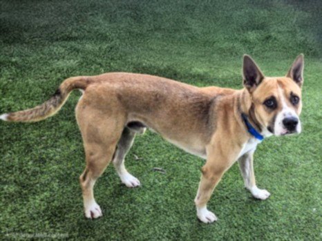DULCE - Pit Bull Terrier available for adoption