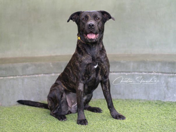 SUNNY - Mastiff available for adoption