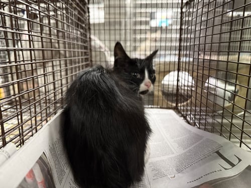 A2285458 - Domestic Short Hair available for adoption