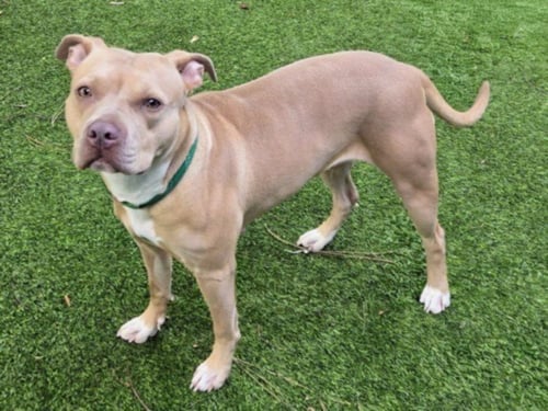 VICKIE - Pit Bull Terrier available for adoption