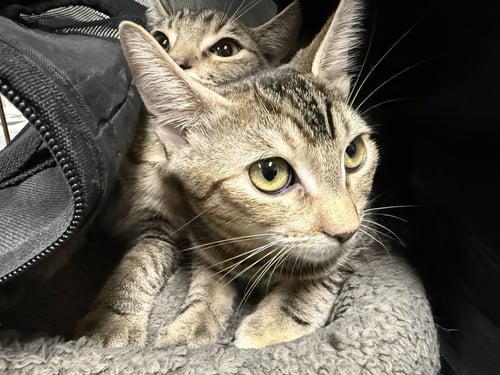 CLOVER - Domestic Short Hair available for adoption