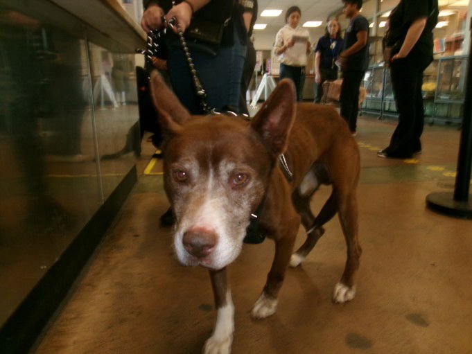 THOMAS - Akita available for adoption