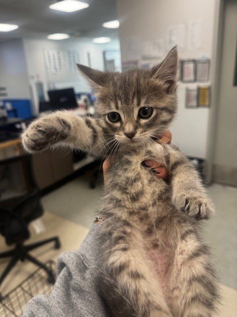 SELENE - Domestic Short Hair available for adoption