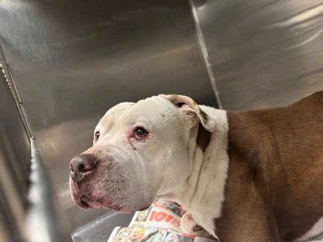 SEVEN - Pit Bull Terrier available for adoption