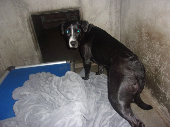 GINA Image