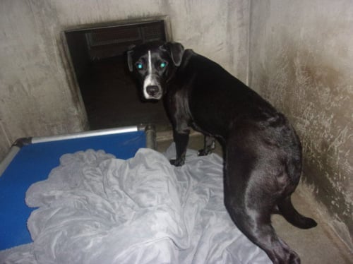 GINA - Labrador Retriever / Pit Bull Terrier available for adoption