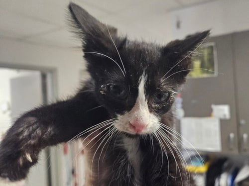 SUCCOTASH - Domestic Short Hair available for adoption