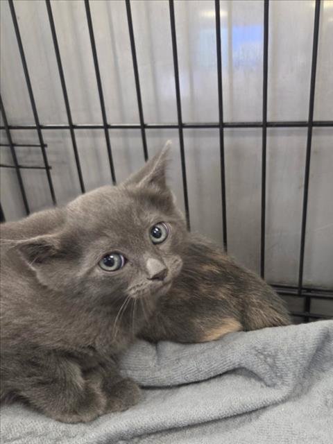 VIGGO - Domestic Medium Hair available for adoption