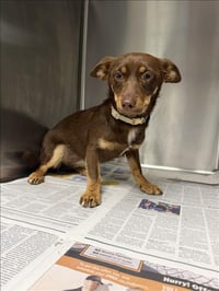 CANELA - Photo 1
