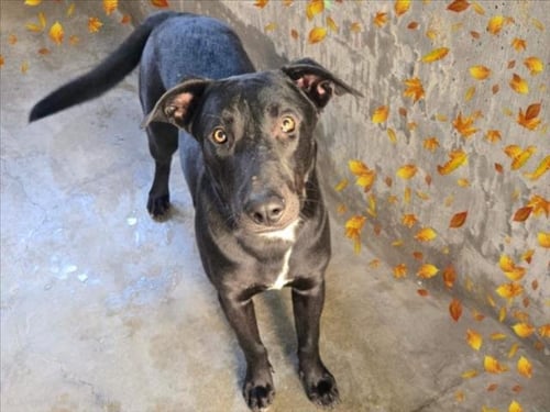 VLADAMIRE - Labrador Retriever available for adoption