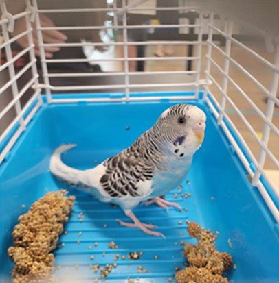 SIMON - Parakeet - Other available for adoption