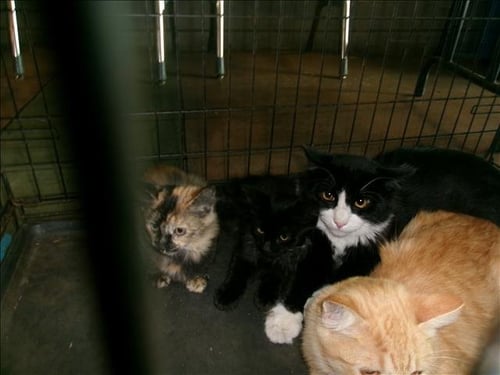 A2301931 - Domestic Medium Hair available for adoption