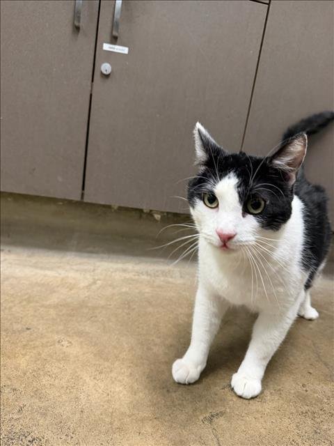 OBBITTY - Domestic Short Hair available for adoption