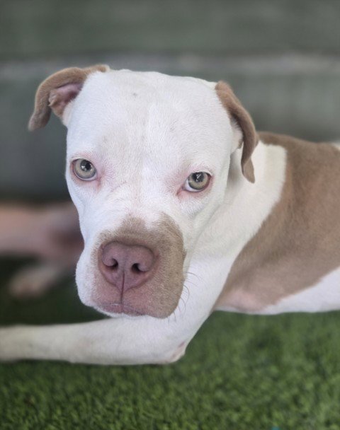 HERA - Mastiff available for adoption