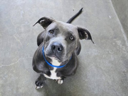 VELVET - Staffordshire Bull Terrier available for adoption