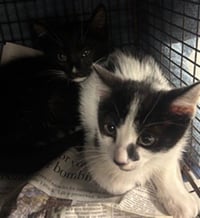 OREO - Photo 1
