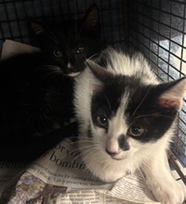 OREO - Domestic Short Hair available for adoption