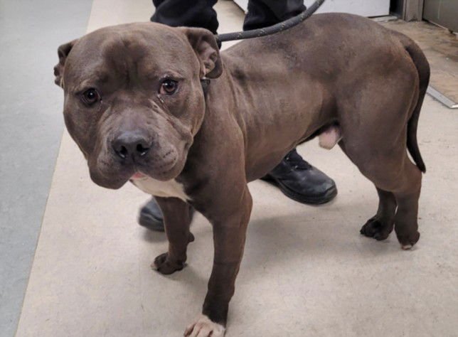 BILL - Pit Bull Terrier available for adoption