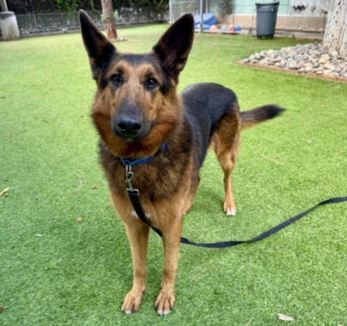 LUNA - German Shepherd Dog available for adoption