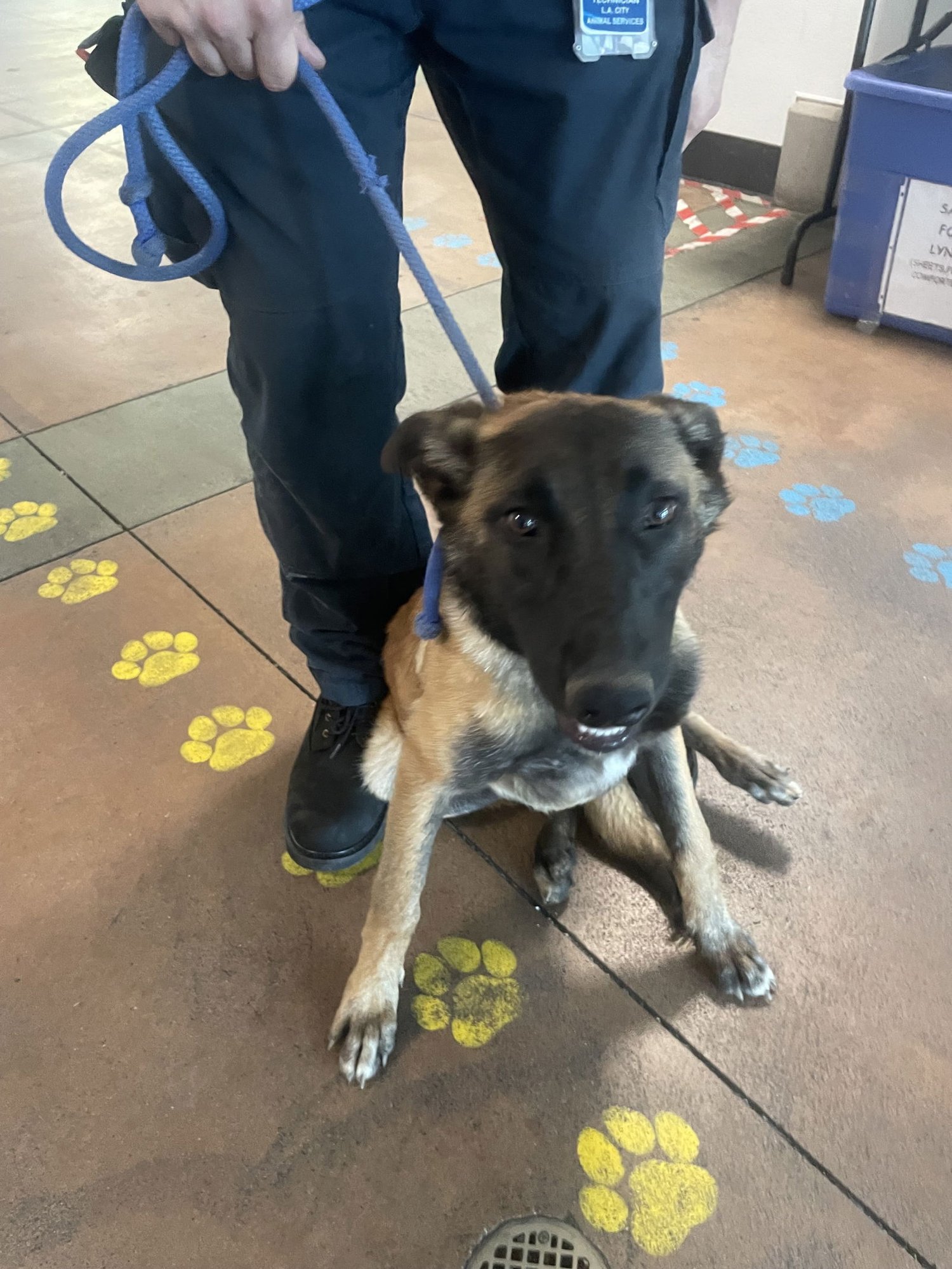 LUNA - Belgian Shepherd Malinois available for adoption