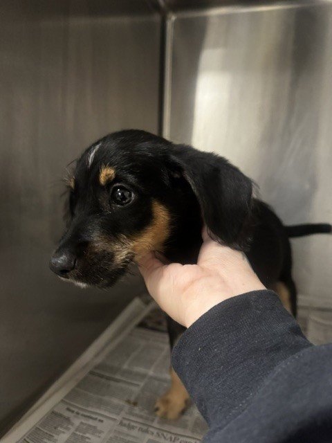MAPLE - Dachshund available for adoption