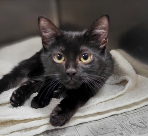 TOMMY - Domestic Short Hair available for adoption
