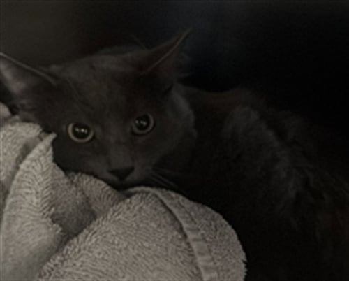 RONNIE - Domestic Medium Hair available for adoption