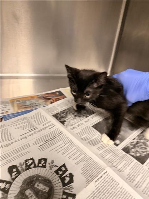 SPIDER - Domestic Short Hair available for adoption