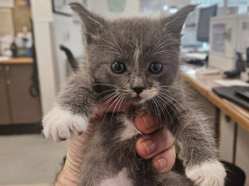 STROBE - Domestic Short Hair available for adoption