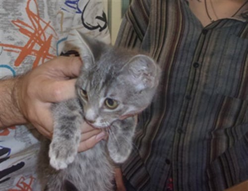 A2289035 - Domestic Short Hair available for adoption