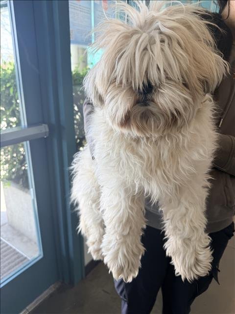 BELLA - Shih Tzu available for adoption