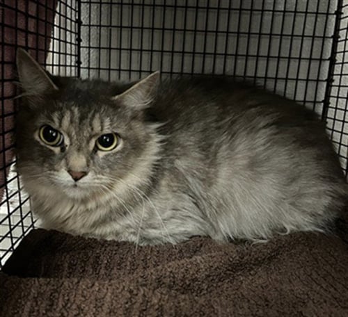 BABY - Domestic Short Hair available for adoption