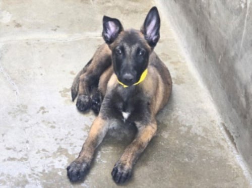 CHICO - German Shepherd Dog available for adoption