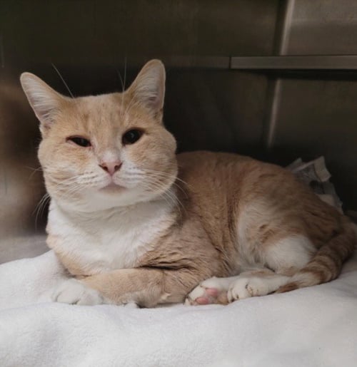 BINGO - Domestic Short Hair available for adoption