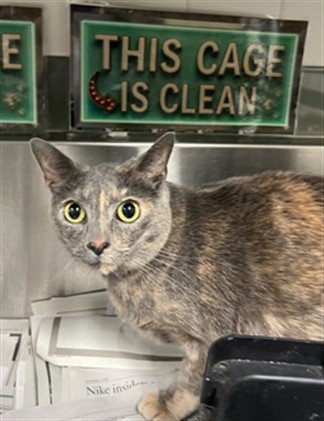 CRYSTAL - Domestic Short Hair available for adoption