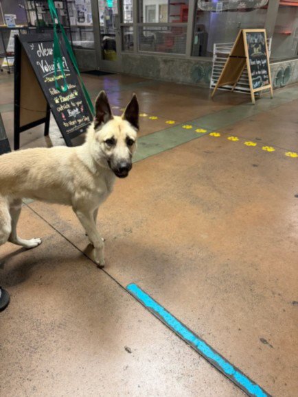 EVANDER - German Shepherd Dog available for adoption