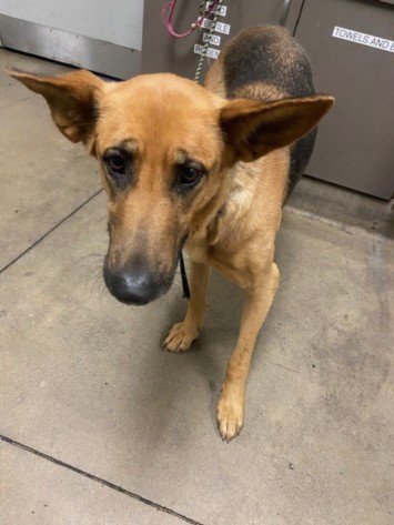 MADDY - German Shepherd Dog available for adoption