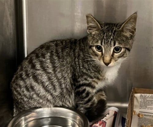 A2288040 - Domestic Short Hair available for adoption