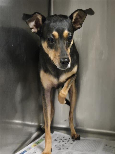 LOLA - Chihuahua available for adoption