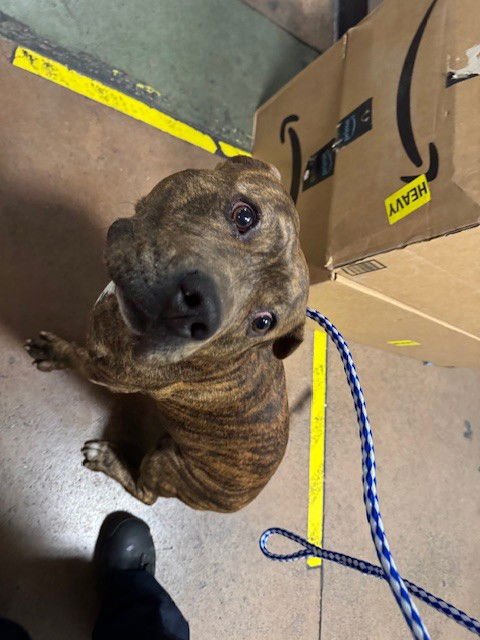 DANNY - Pit Bull Terrier available for adoption