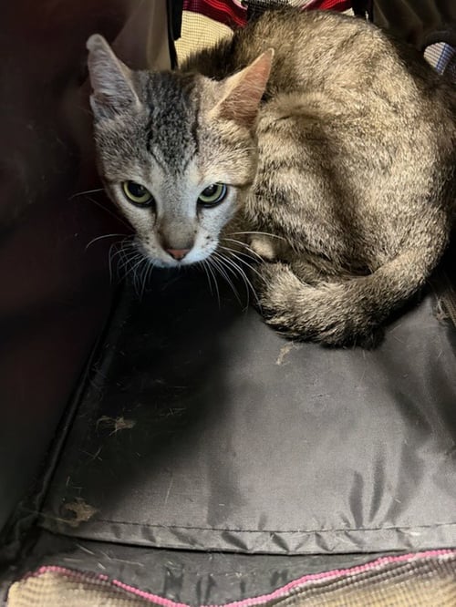 CAPUCCINO - Abyssinian available for adoption