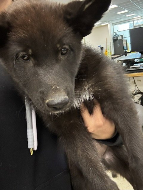 DANE - German Shepherd Dog available for adoption