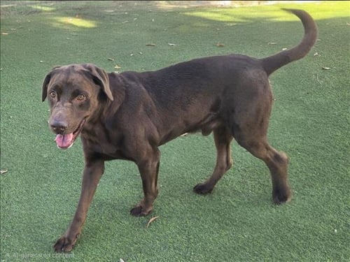 GONZALO - Labrador Retriever available for adoption